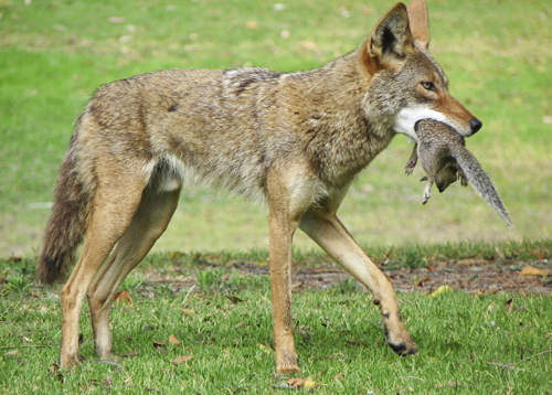 San Diego Canyons Mix Coyotes and House Cats