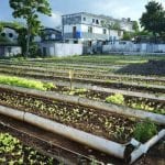 Havana’s Self-Provision Gardens