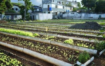 Havana’s Self-Provision Gardens