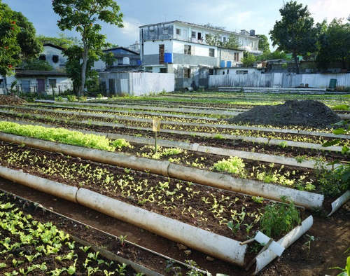 Havana’s Self-Provision Gardens